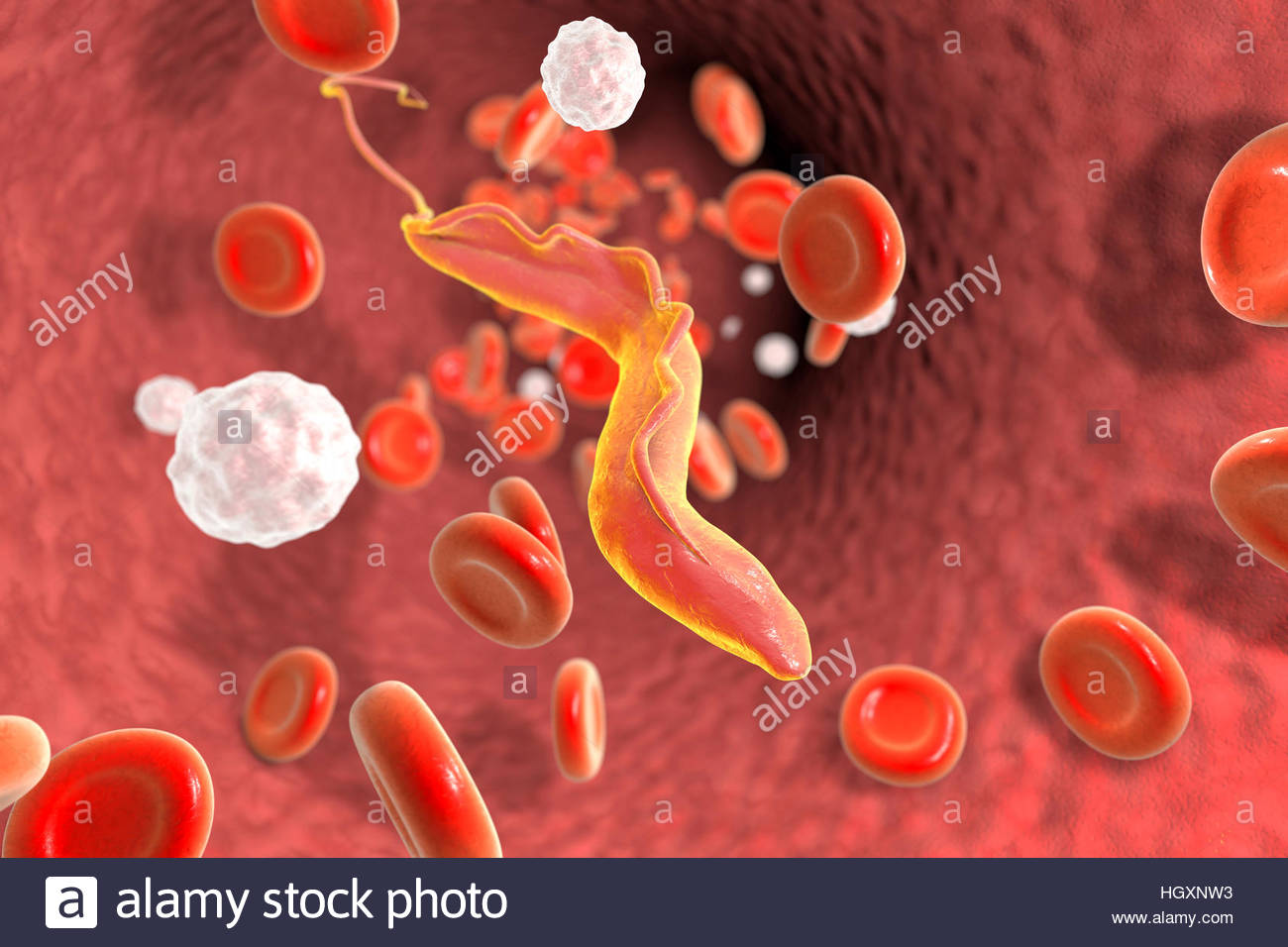 Trypanosoma Brucei Stockfotos & Trypanosoma Brucei Bilder Alamy