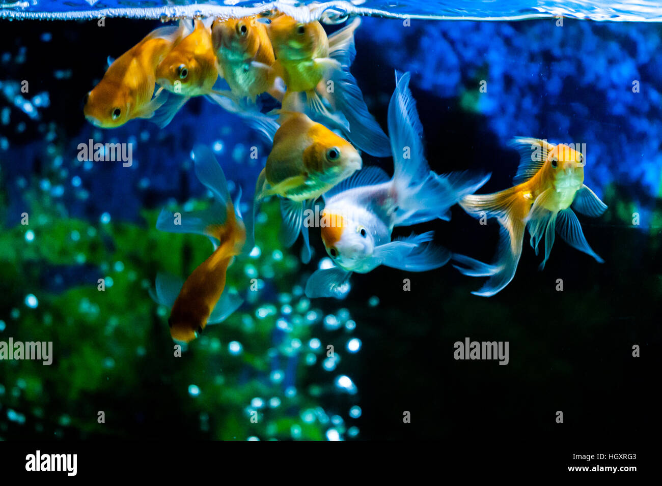Goldene Fische schwimmen im Süßwasser-aquarium Stockfoto