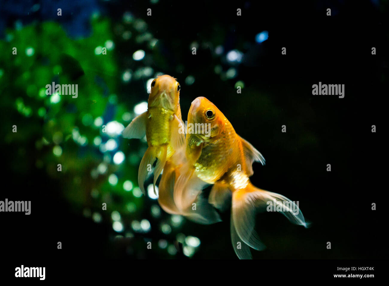 Goldene Fische schwimmen im Süßwasser-Aquarium mit Fokus-Hintergrund Stockfoto