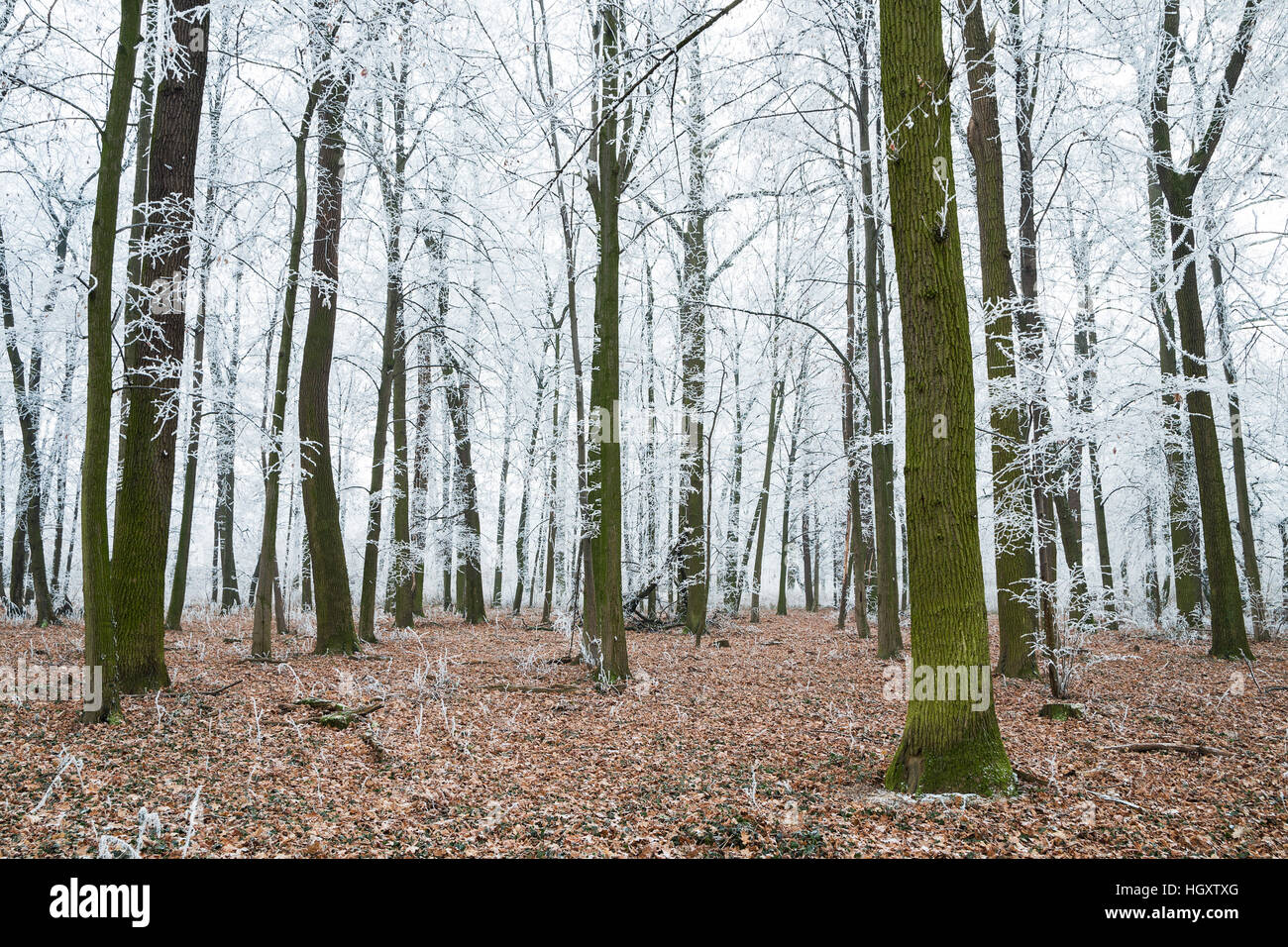 Winterwald mit gefrorenen Bäumen und Laub Stockfoto