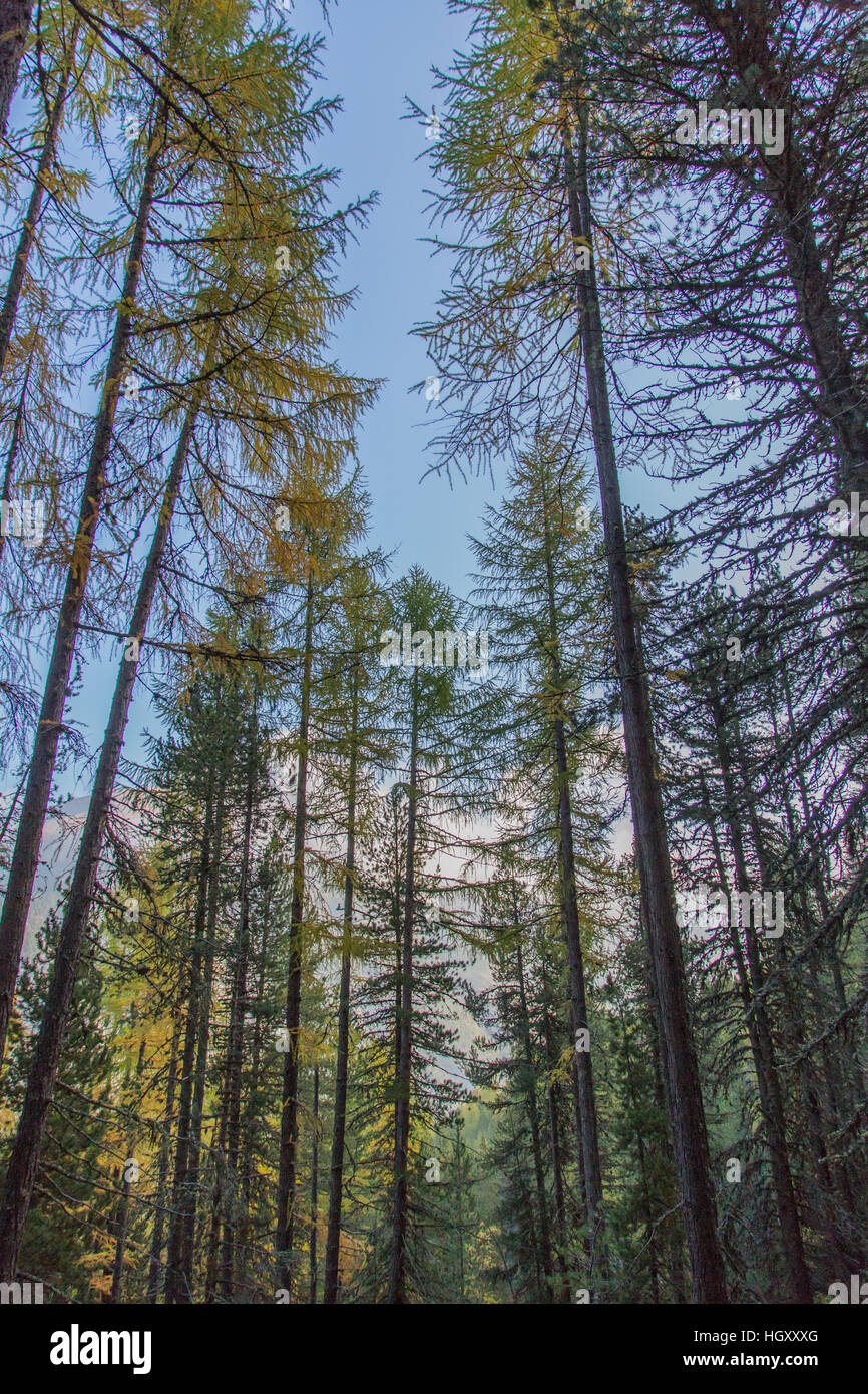 Naturwald Fichten im Herbst Stockfoto