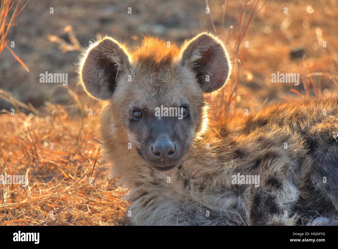 Ein sonnendurchflutetes Hyäne Cub, peering bei mir verdächtig. Kruger National Park, Mpumalanga Stockfoto
