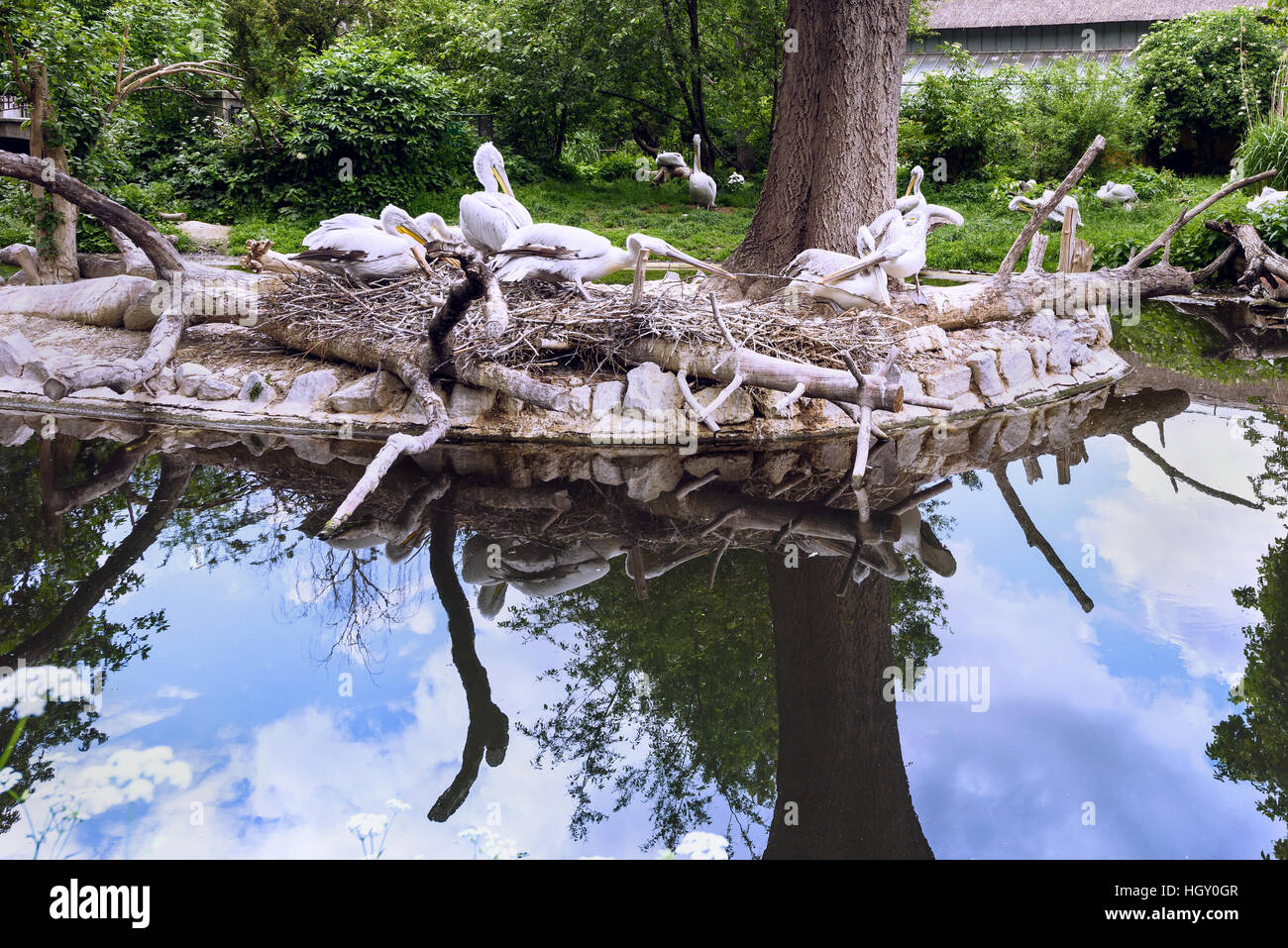 Weißer Pelikan-Gruppe am See mit Reflexion, Pelecanus Onocrotalus auch bekannt als der östlichen weißen Pelikan in Schönbrunn Zoo, Wien, Österreich Stockfoto