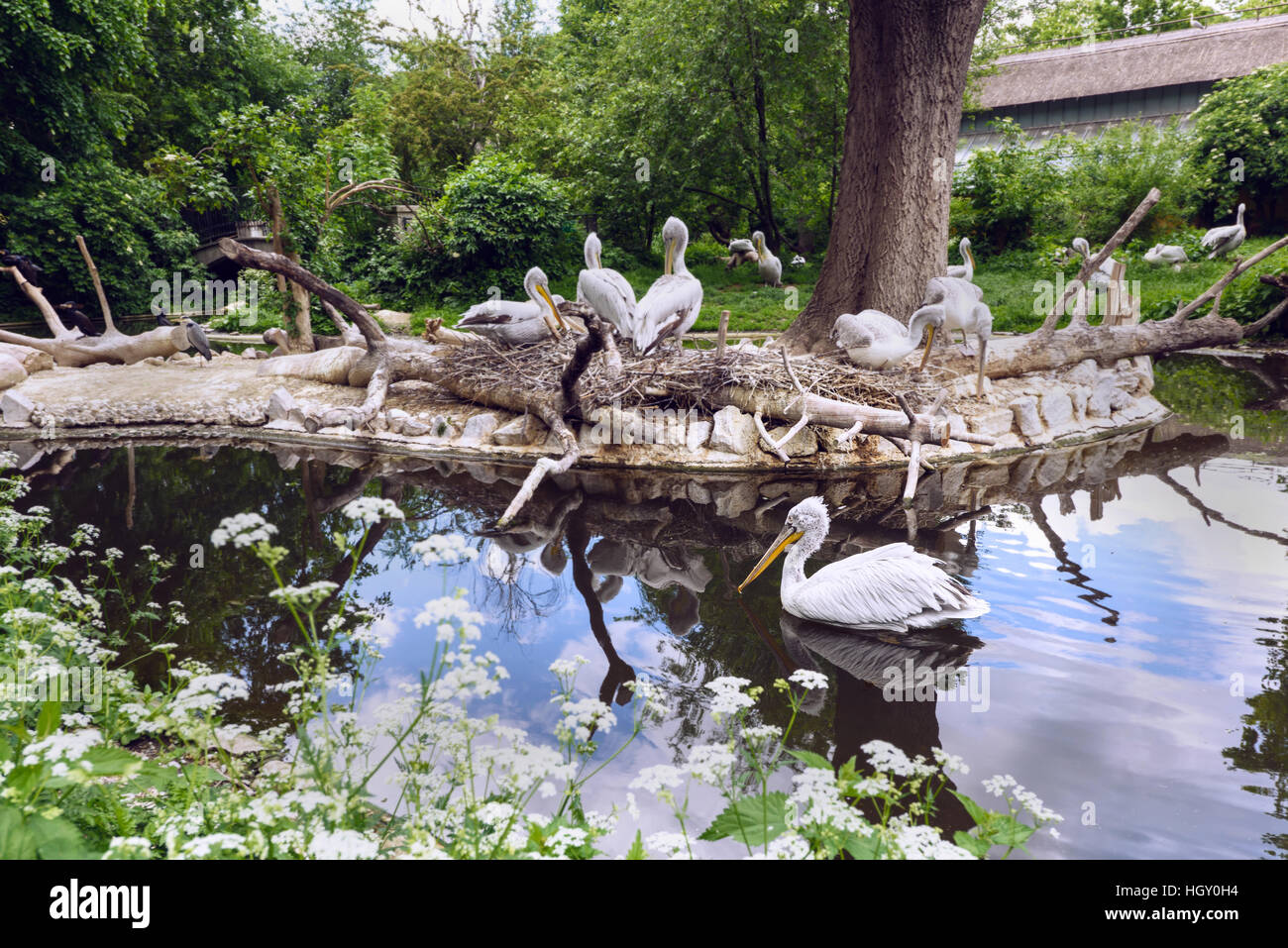 Weißer Pelikan-Gruppe am See mit Reflexion, Pelecanus Onocrotalus auch bekannt als der östlichen weißen Pelikan in Schönbrunn Zoo, Wien, Österreich Stockfoto