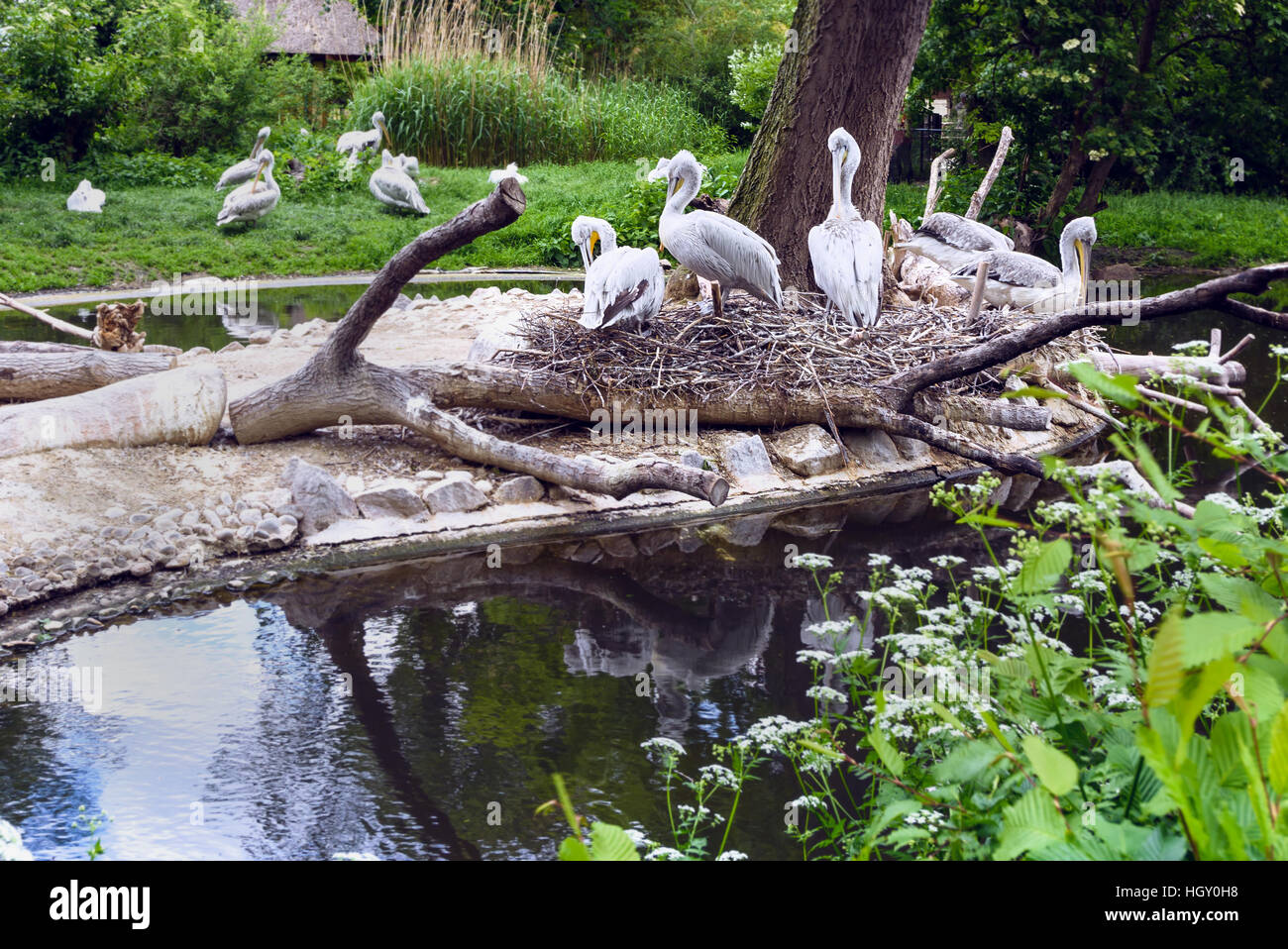 Weißer Pelikan-Gruppe am See mit Reflexion, Pelecanus Onocrotalus auch bekannt als der östlichen weißen Pelikan in Schönbrunn Zoo, Wien, Österreich Stockfoto