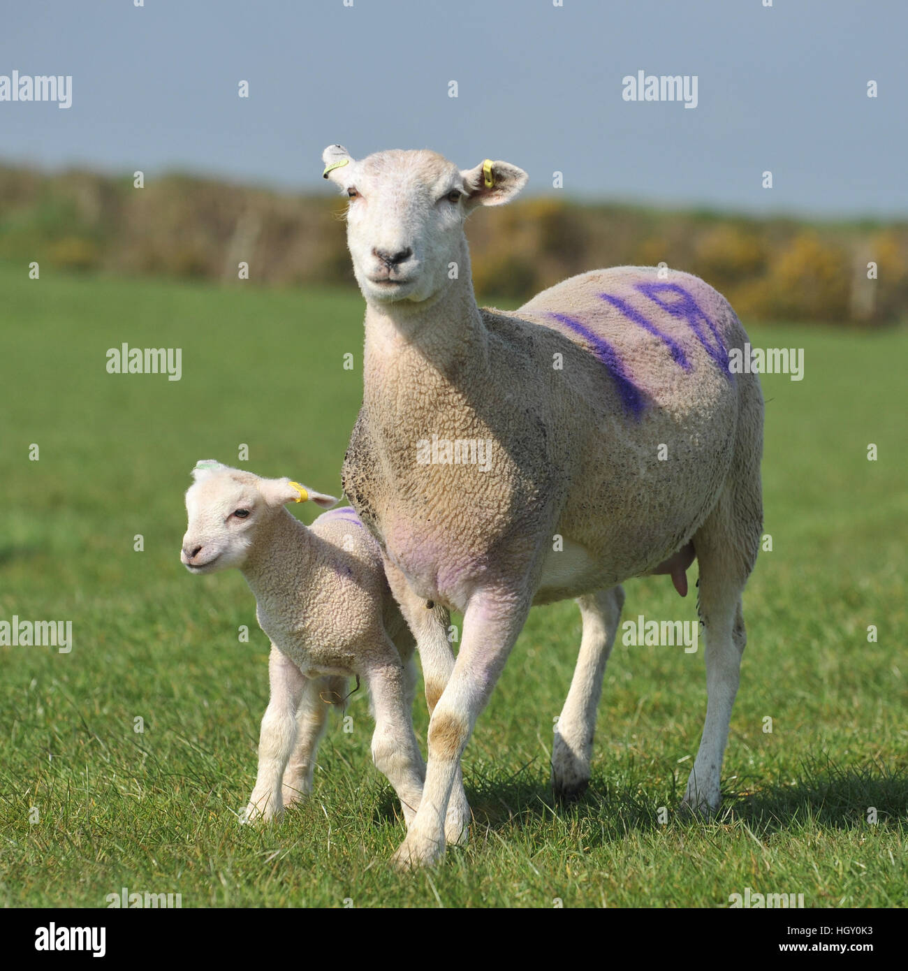 p ewe und Lamm Stockfoto