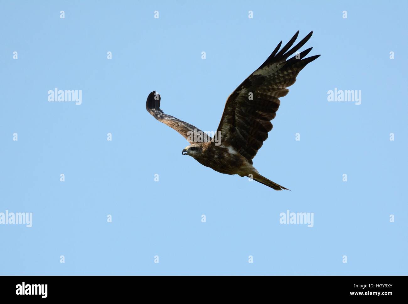 schön allein Schwarzmilan (Milvus Migrans) fliegen in den Himmel Stockfoto