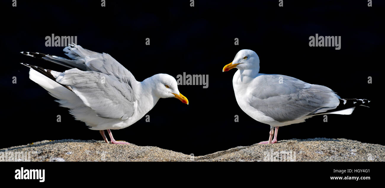 Zwei Profil Silbermöwen (Larus Argentatus) auf schwarzem Hintergrund Stockfoto