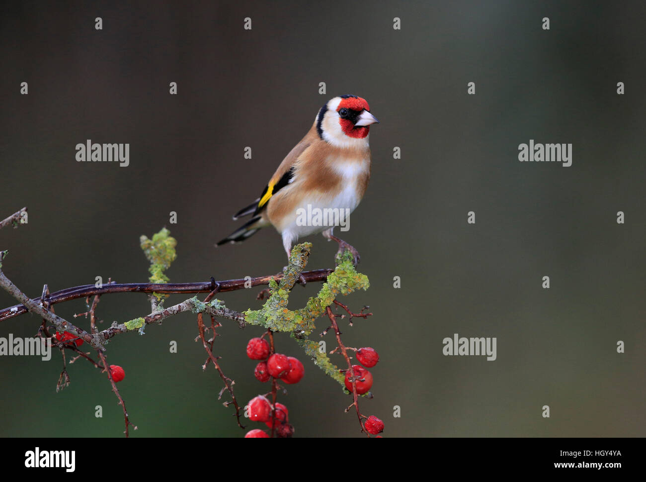 Stieglitz auf einem Zweig mit Beeren Stockfoto