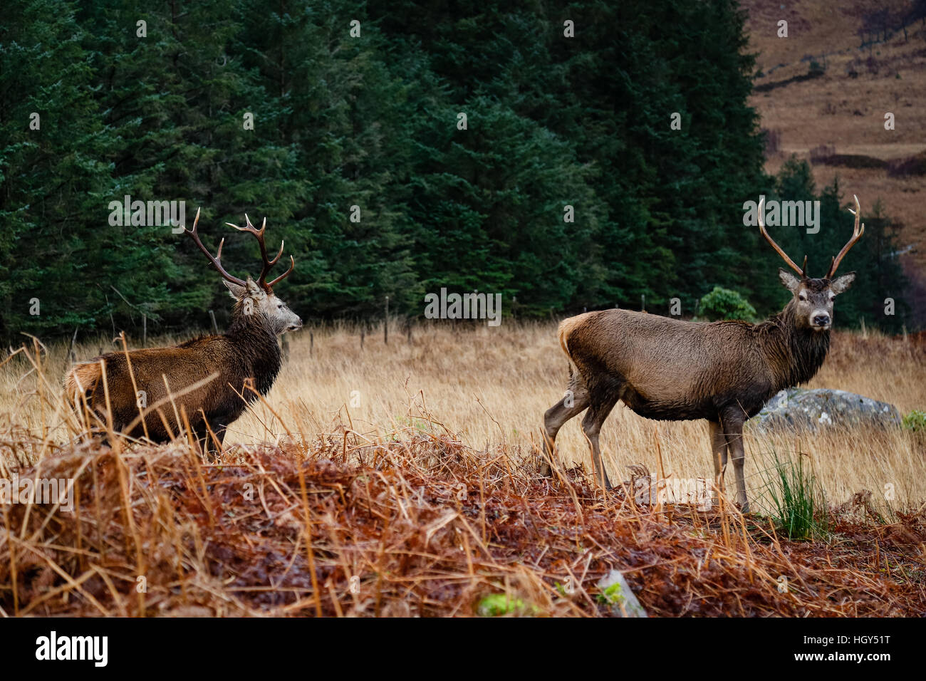 Hirsch in Schottland im Winter vor einem wilden Hintergrund Stockfoto