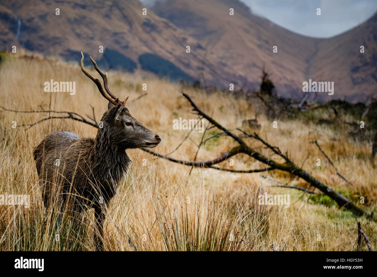 Hirsch in Schottland im Winter vor einem wilden Hintergrund Stockfoto