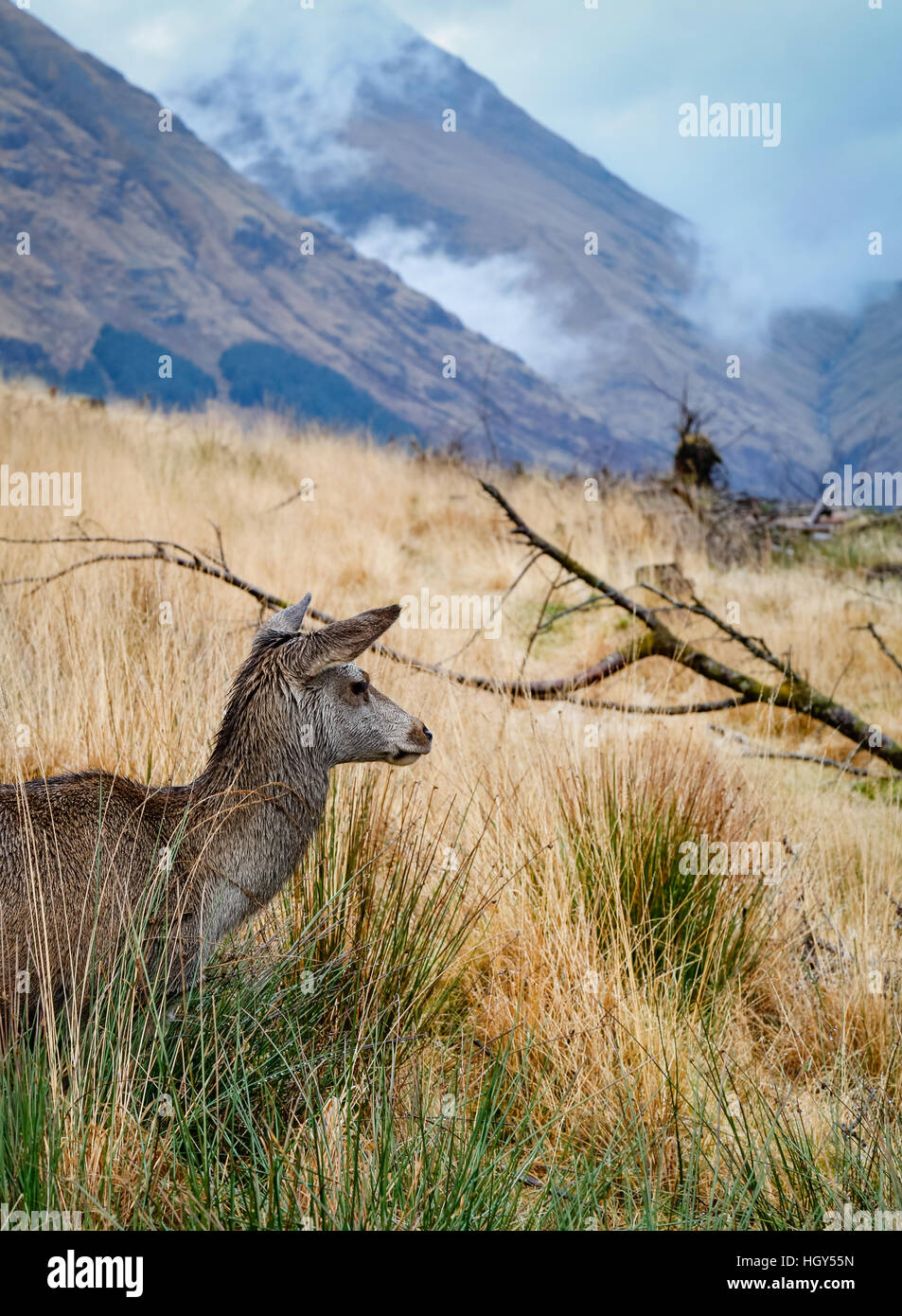 Hirsch in Schottland im Winter vor einem wilden Hintergrund Stockfoto