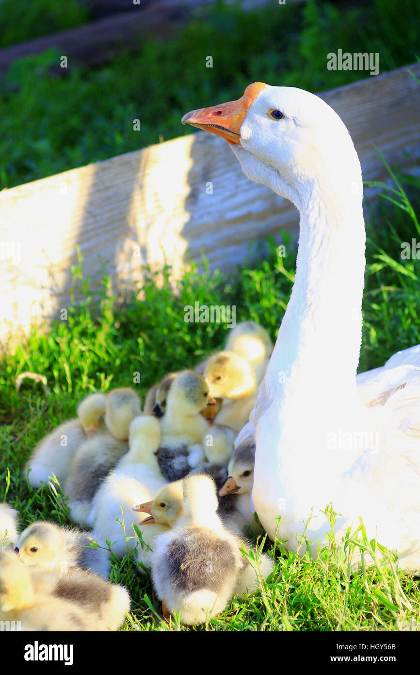 Gänsel mit ihrer Gans auf dem Rasen im Dorf Stockfoto