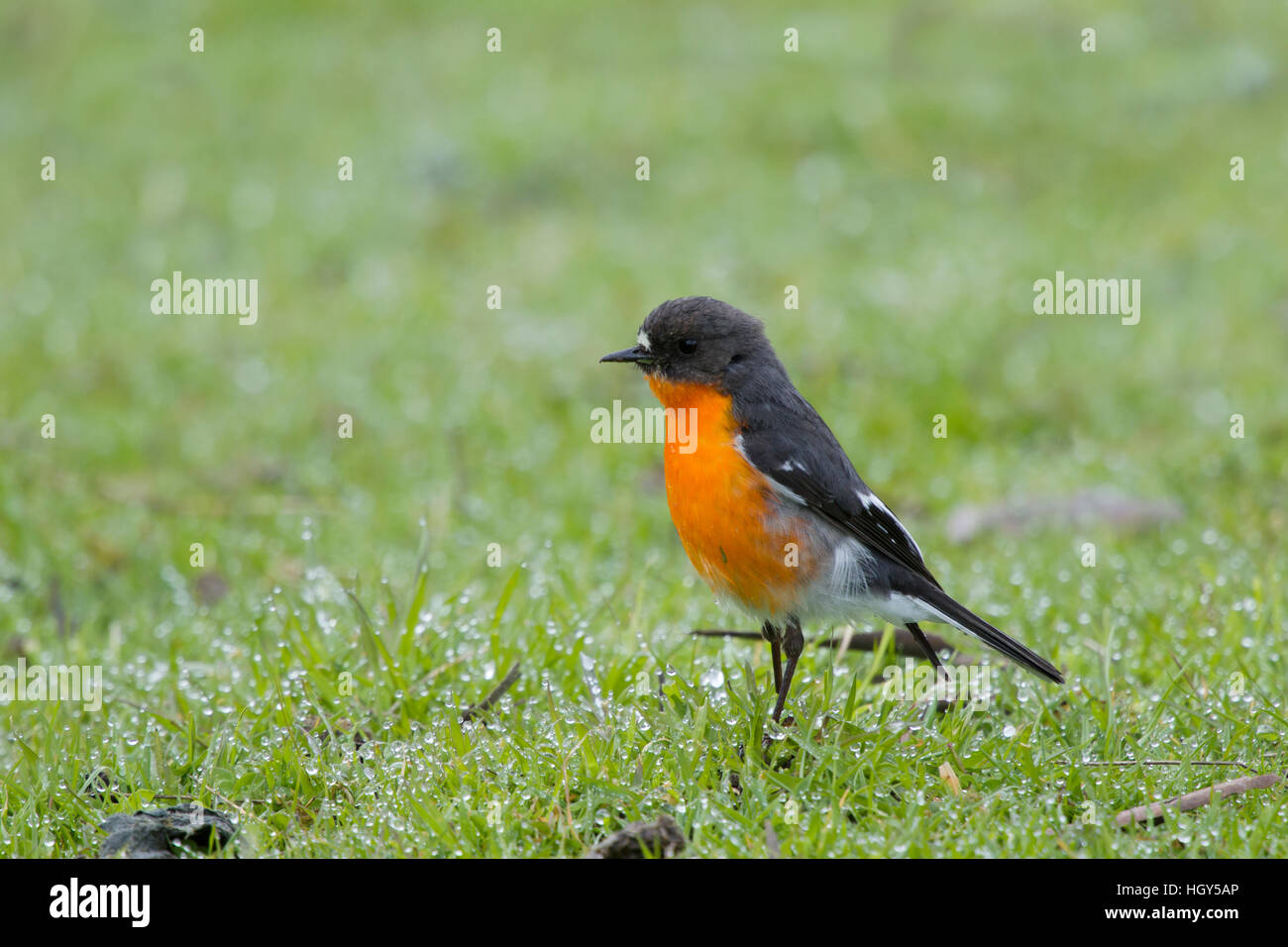 Flamme Robin - Männchen mit frühen Morgentau Petroica Phoenicea Bruny Insel Tasmanien, Australien BI031314 Stockfoto