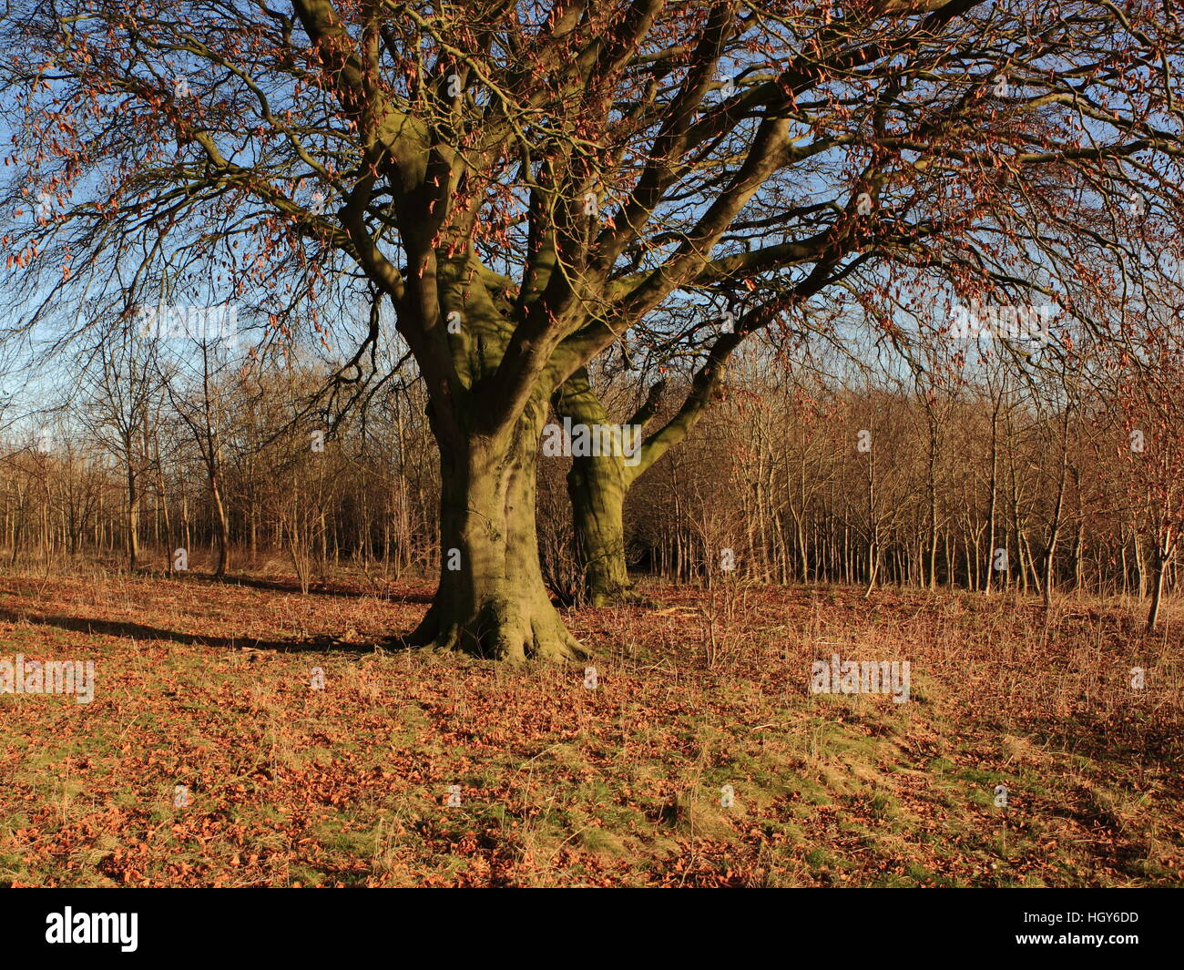 Englischen Landschaftsgarten mit altem Baumbestand der Buche im jungen Wald auf den malerischen Yorkshire Wolds im Winter. Stockfoto
