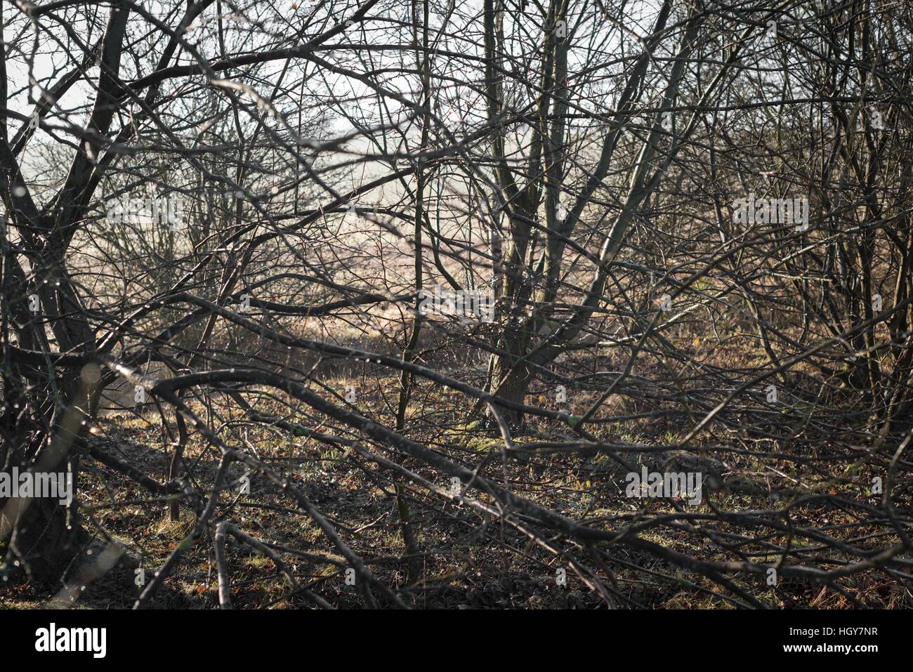 Herbst Natur, sehen wir eine ganze Reihe von Farben, ist die perfekte Zeit für lange Spaziergänge und Erholung im Freien. Stockfoto