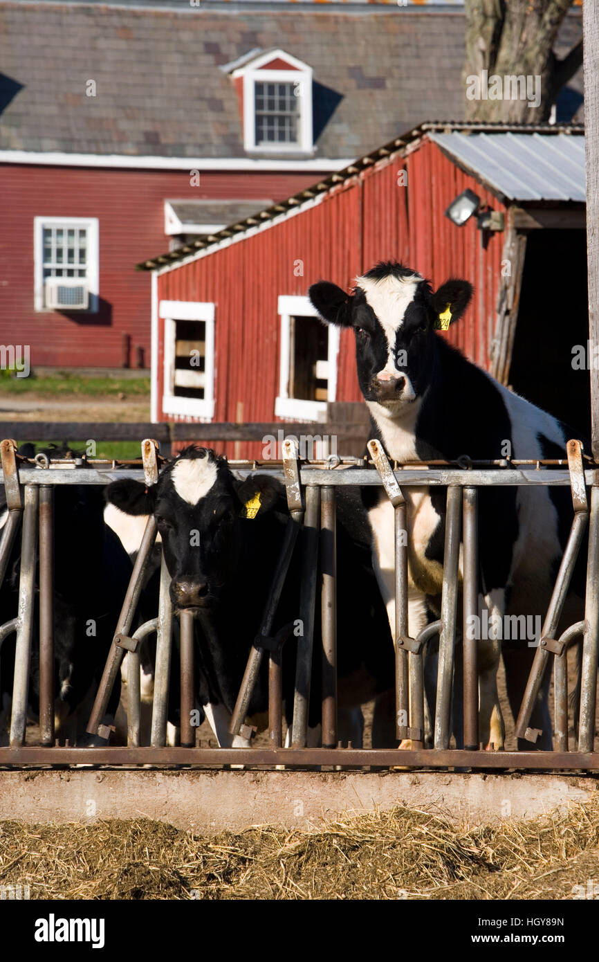 Holsteins auf sumpfige Wiese Bauernhof in Walpole, New Hampshire. Stockfoto