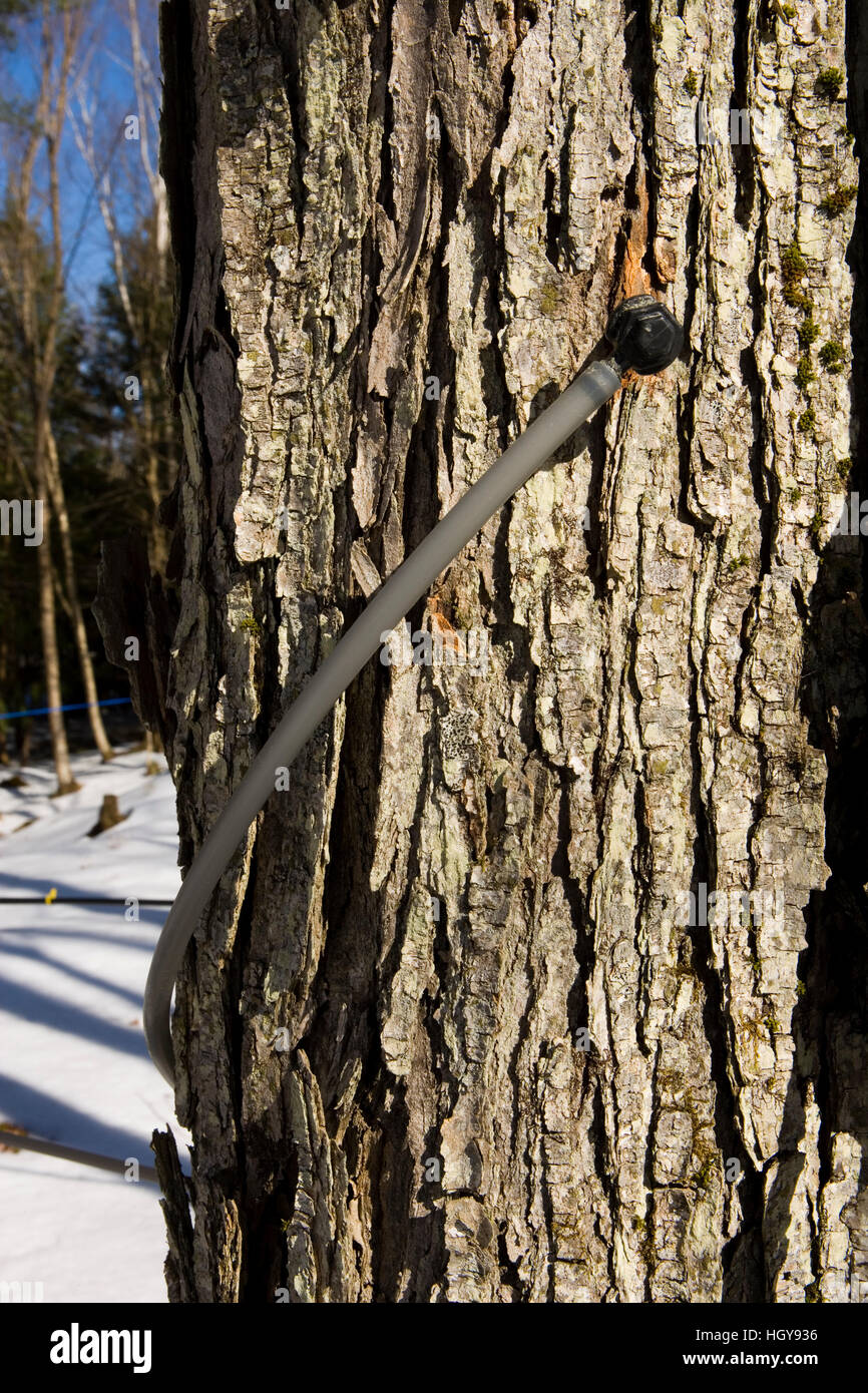 SAP Schläuche am Sonntag Bergahorn Bauernhof in Orford, New Hampshire. Stockfoto