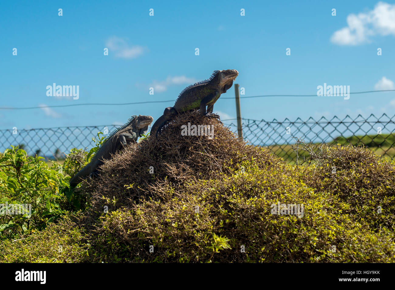 Iguana delicatissima Stockfoto