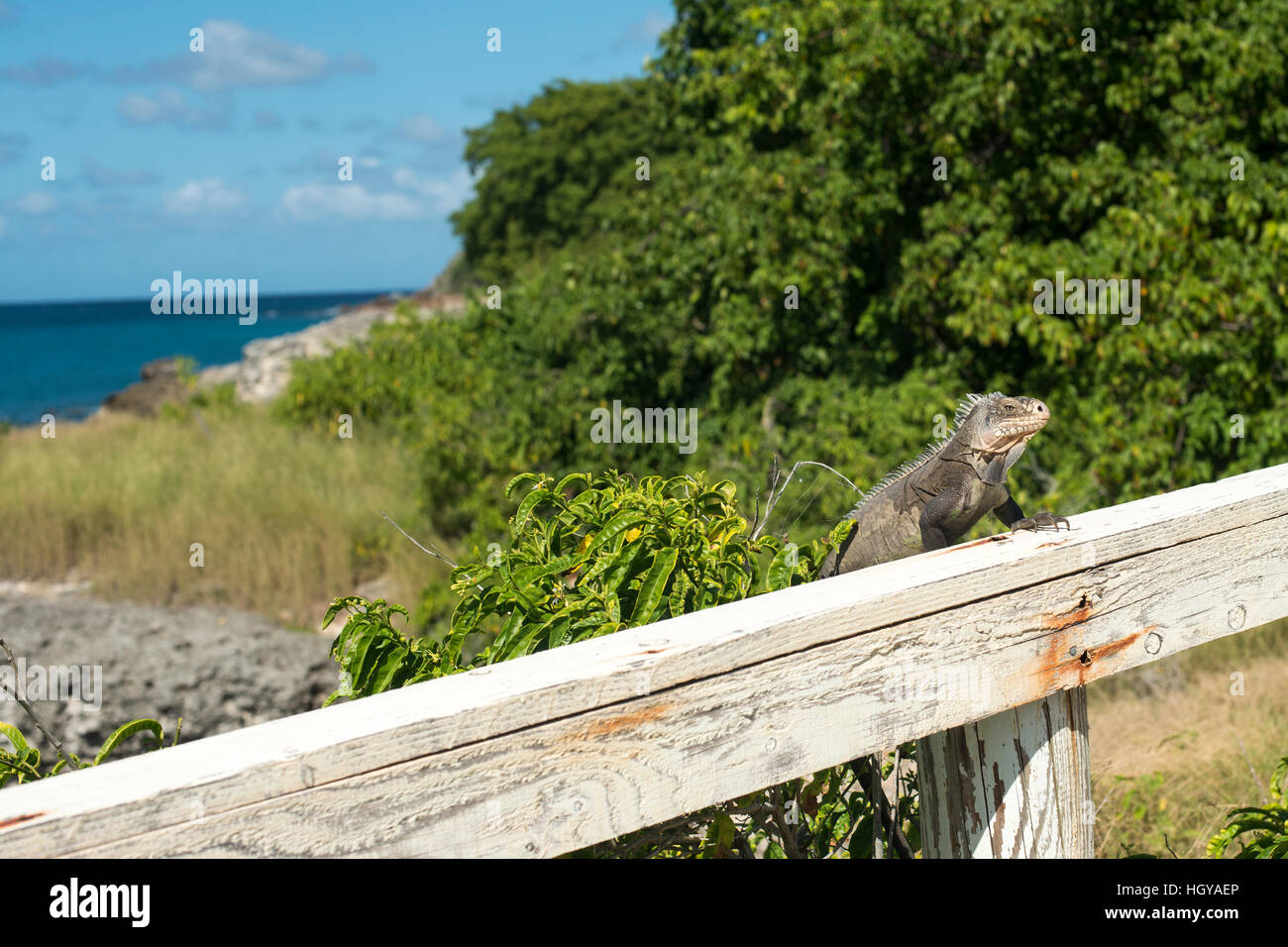 Iguana delicatissima Stockfoto