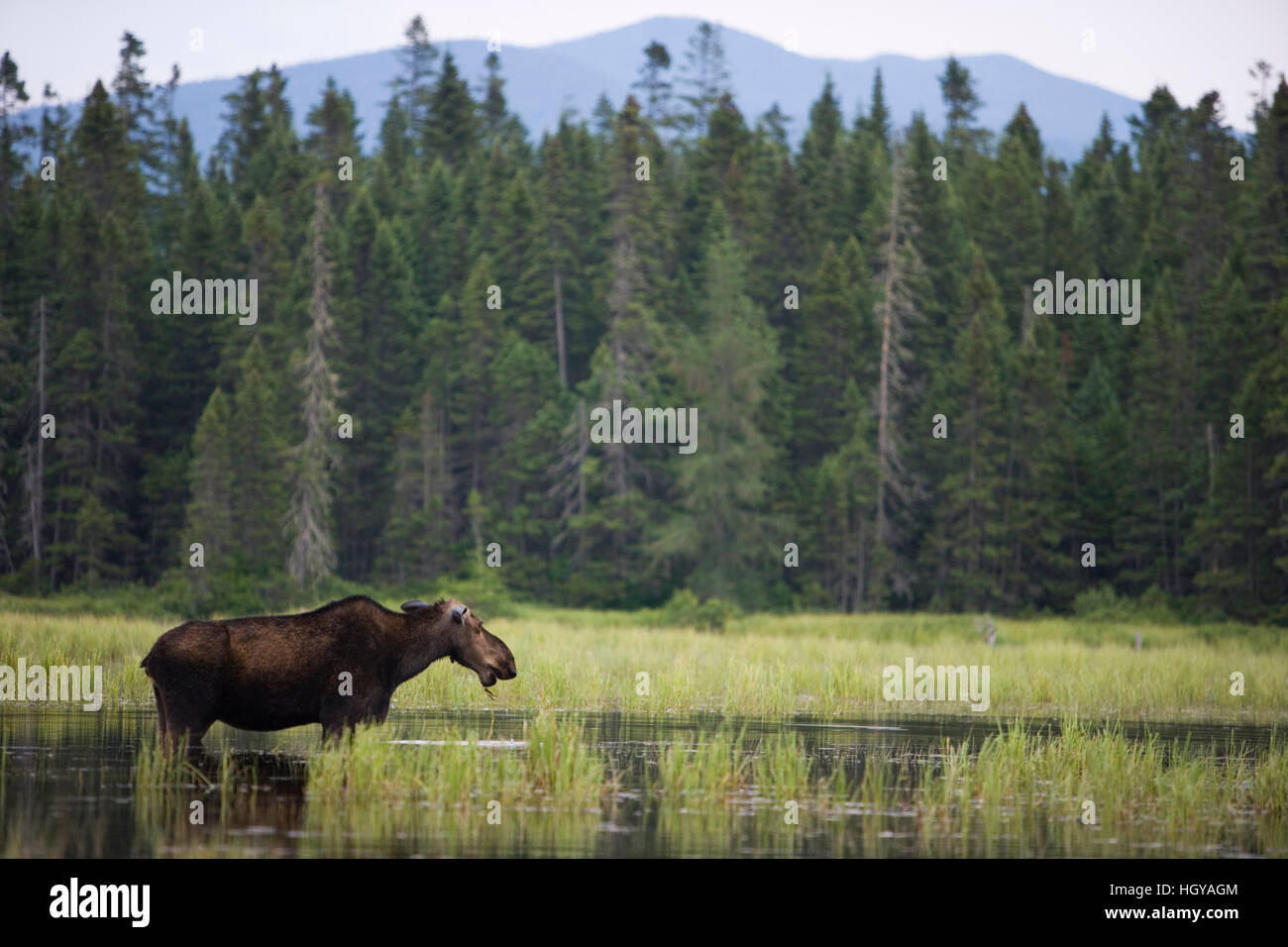 Ein Elch Kuh, Alces Alces-feeds in East Inlet, Pittsburg, New Hampshire.  Quellgebiet der Connecticut River Region. Northern Forest. Stockfoto