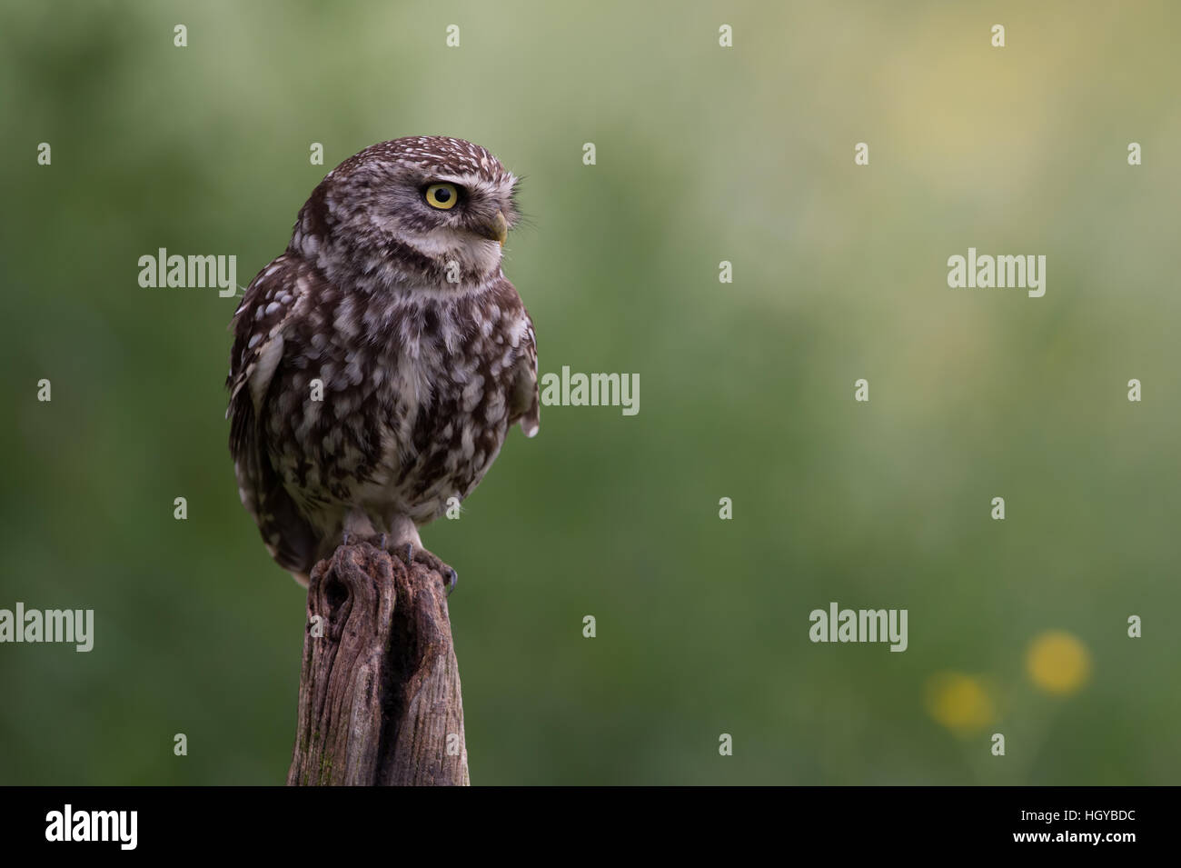 Steinkauz (Athene Noctua) Stockfoto