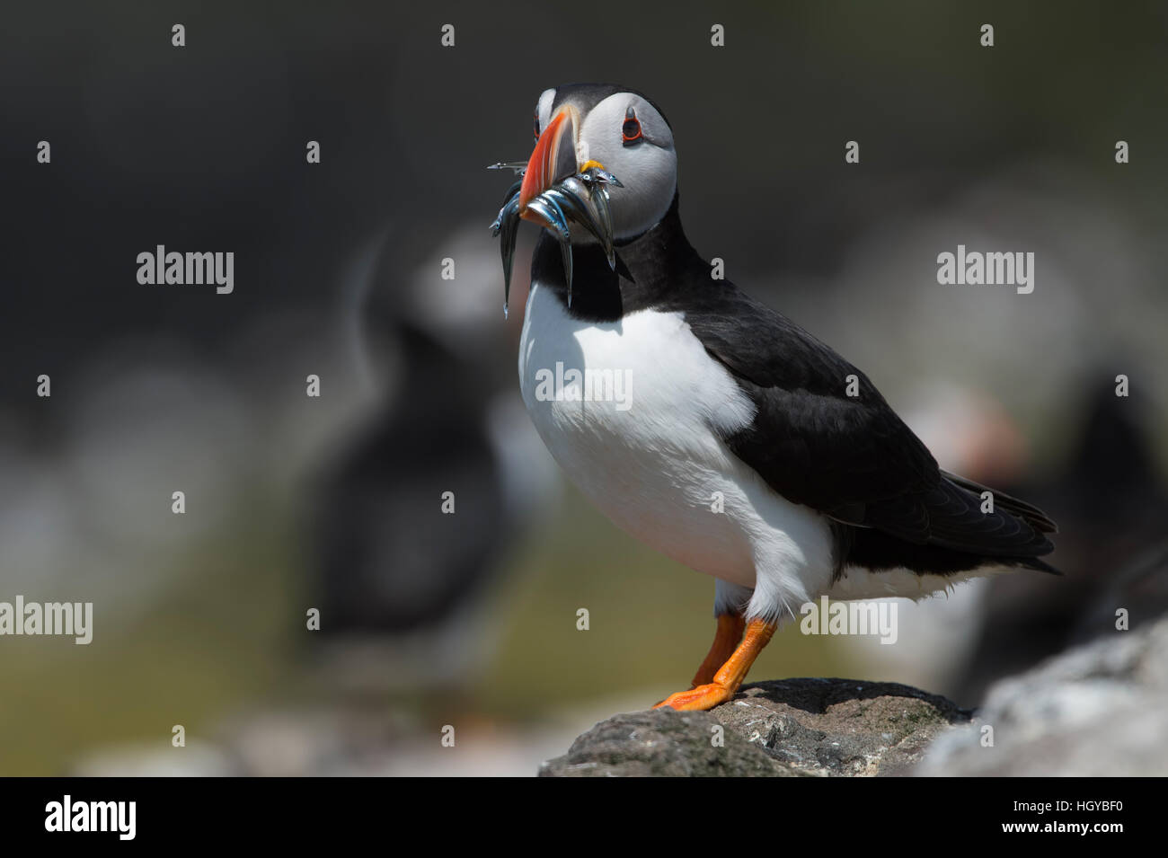 Papageitaucher (Alca Arctica) Stockfoto