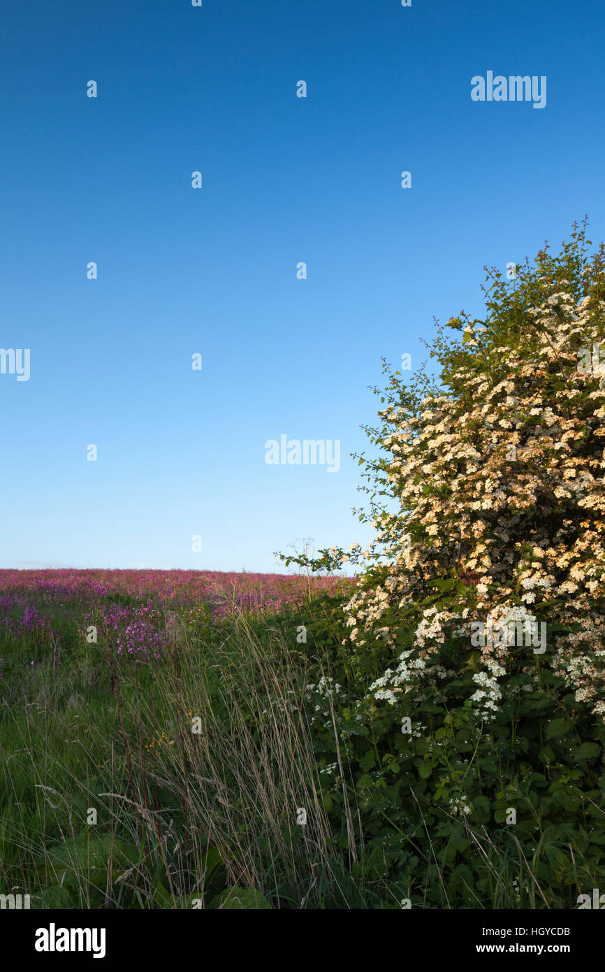 Weißdorn Hecke in voller Blüte neben einem breiten Feldrand gesät mit Wildblumen in der Nähe von Holdenby, Northamptonshire, England Stockfoto