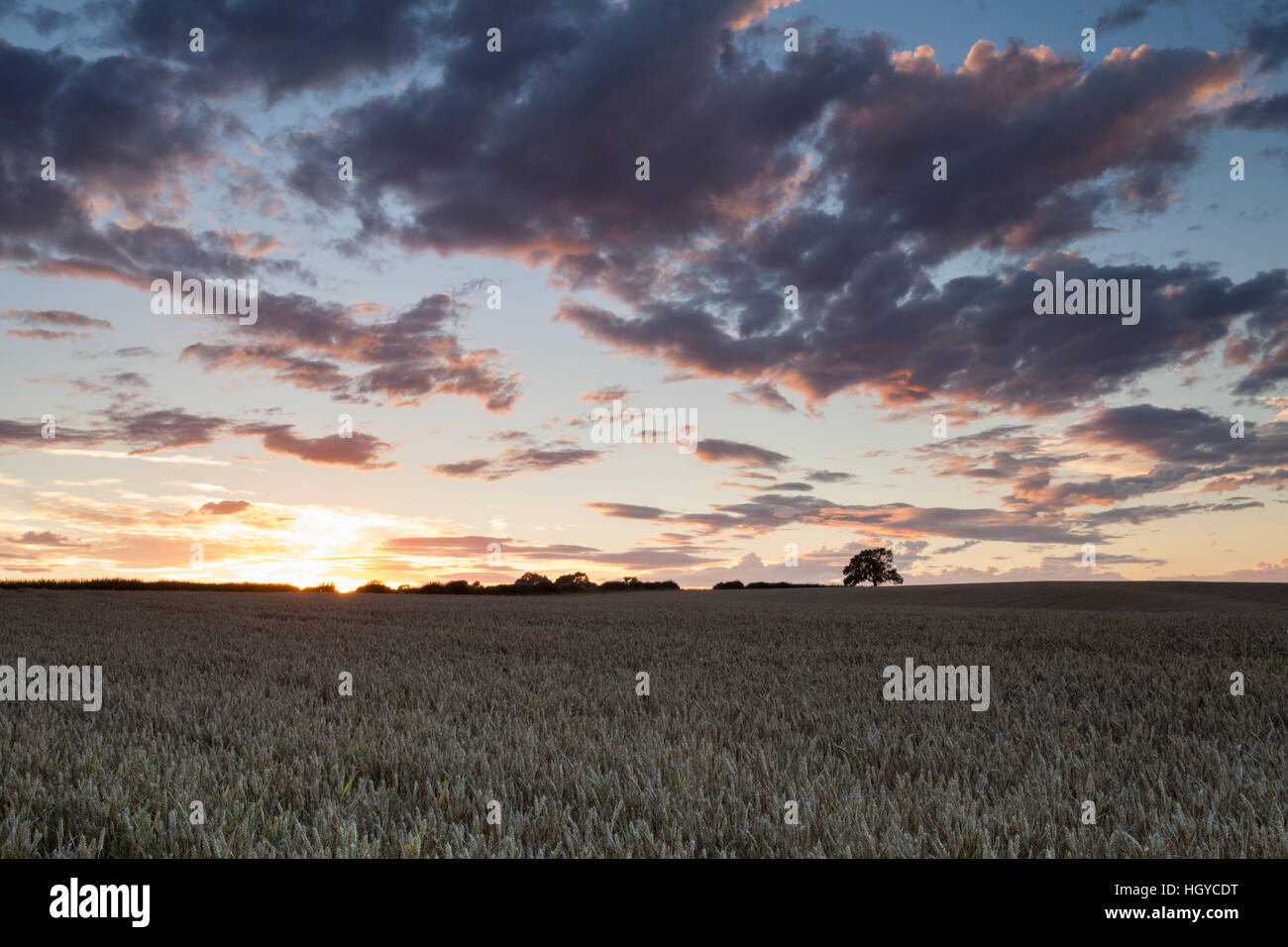 Die untergehende Sonne über ein Feld von gereiften Weizen mit dramatischen Wolkengebilde über in der Nähe von Holdenby in Northamptonshire, England Stockfoto