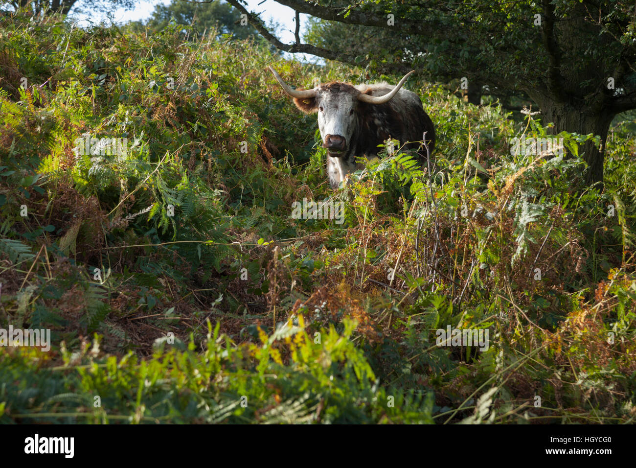 Longhorn-Rinder weiden unter der Bracken Unterholz am Beacon Hill Country Park, Charnwood Forest, Leicestershire, England Stockfoto