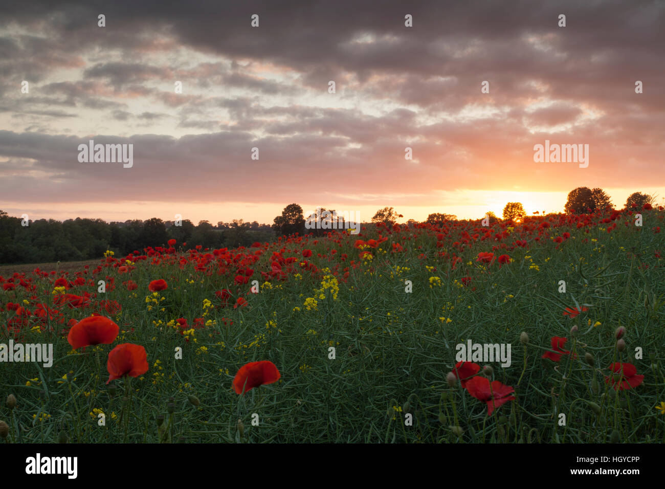 Lebhafte rote Mohnblumen wächst unter einem Feld von Raps bei Sonnenuntergang in der Nähe des Dorfes Ravensthorpe in Northamptonshire, England Stockfoto