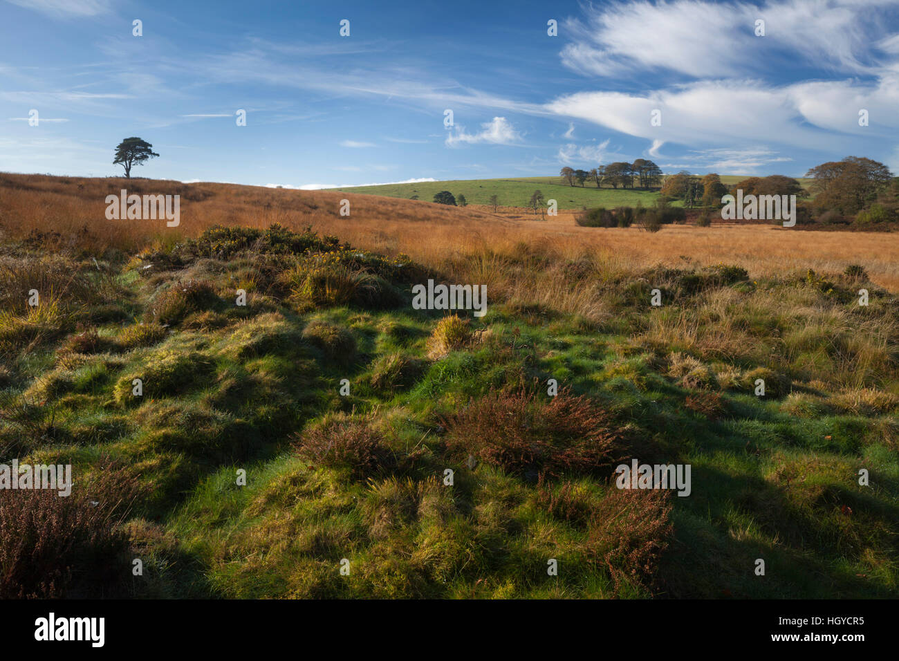 Herbstliche Landschaft Priddy Mineries Teppichboden in goldene Gräser und Klumpen von Heidekraut und Ginster, in der Nähe von Wells, Somerset, England Stockfoto