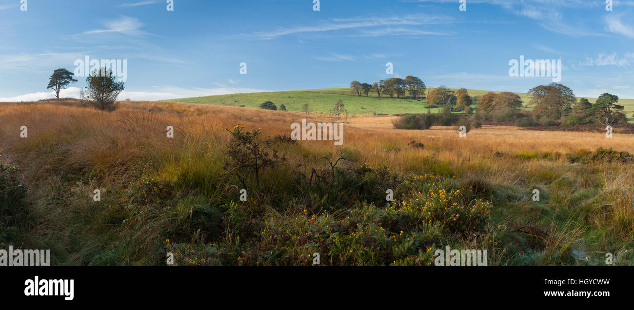 Herbstliche Landschaft am Priddy Mineries mit goldenen Tau getränkten Gräsern und Ginster, gehüllt in Spinnweben in der Nähe von Wells, Somerset, England Stockfoto