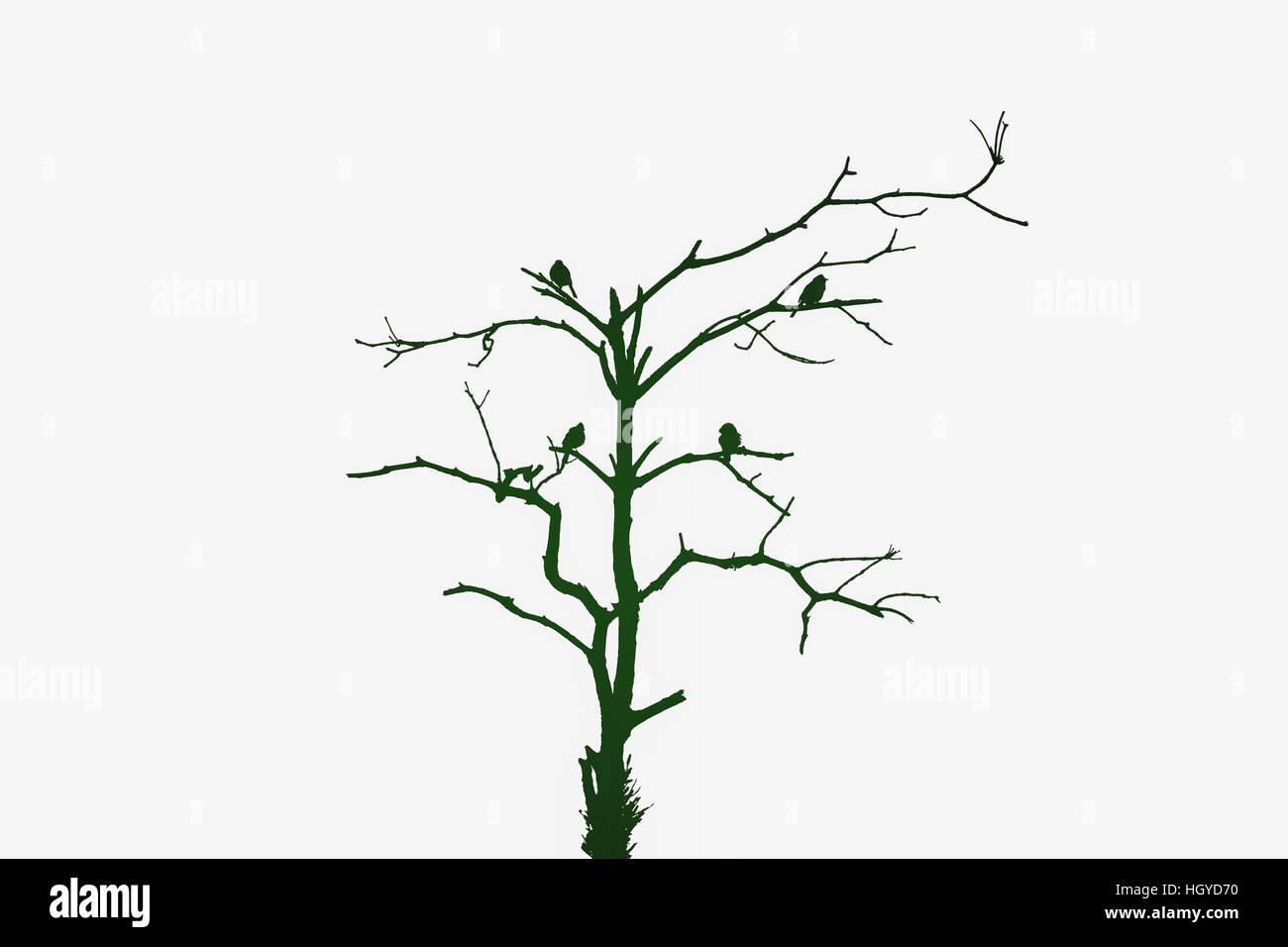 Silhouette von vier Vögel auf sterbenden Baum in dunklen Grünton isoliert auf weißem Hintergrund. Konzept des Umweltschutzes. Stockfoto