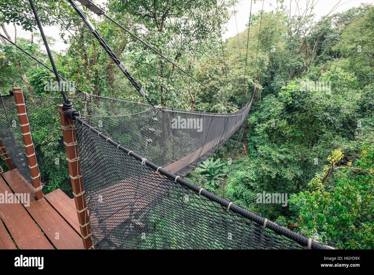 Holzbrücke und Balkon Verbindung zwischen Grossbaum für Sightseeing auf höchste Baum des tropischen Waldes. Brücke der Wand von Nylonnetz. Stockfoto