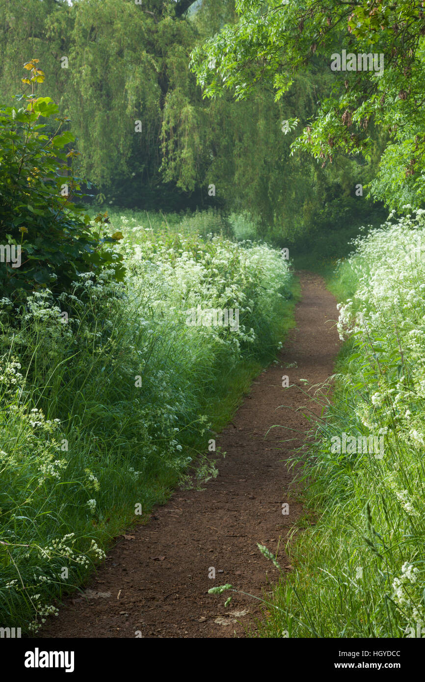 Kuhsilie wächst auf beiden Seiten eines gewundenen Pfades mit nur einem Hauch von Morgennebel, in der Nähe des Dorfes Harlestone, Northamptonshire, England Stockfoto