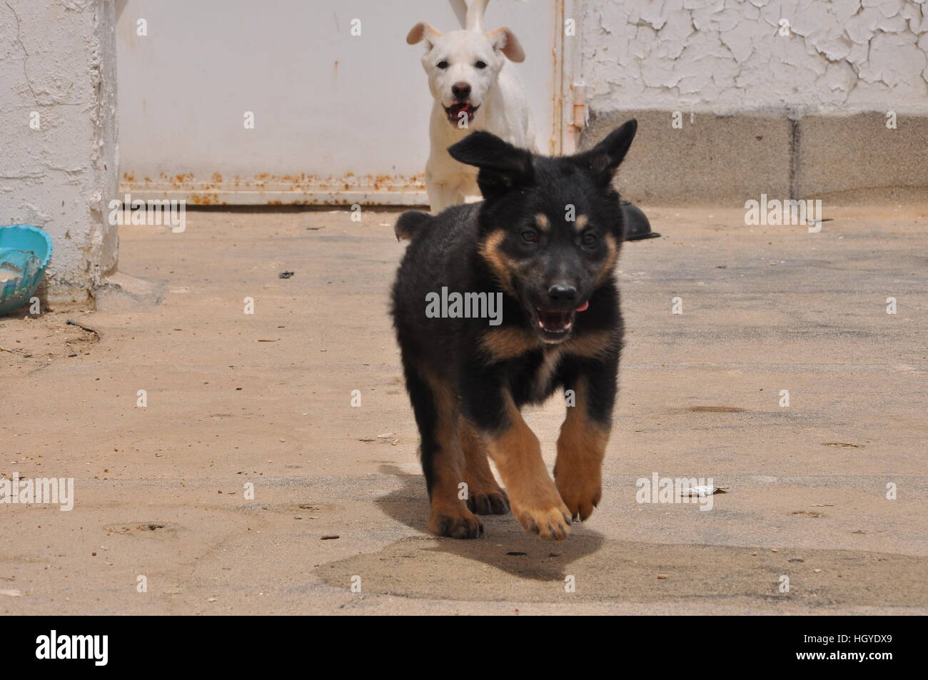 Zwei Hunde laufen Stockfoto