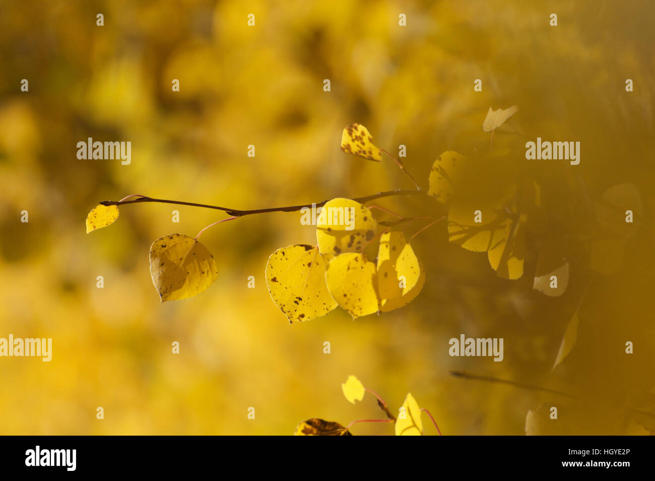 Aspen Blätter im Herbst an einem Berghang in New Mexico. Stockfoto