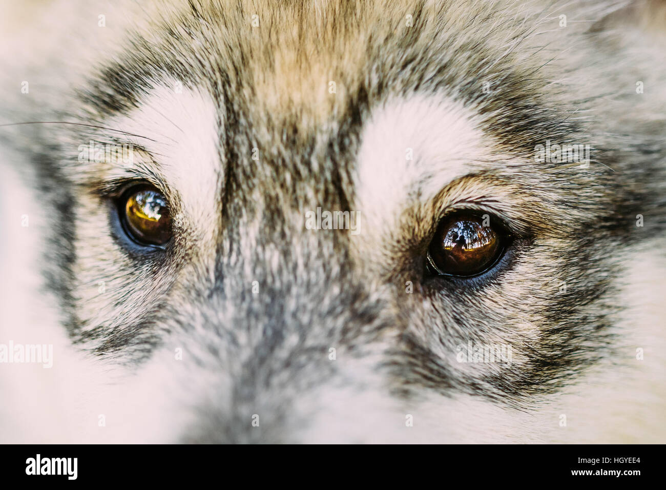 Nahaufnahme von Augen der Husky Hund Welpe Whelp Stockfoto