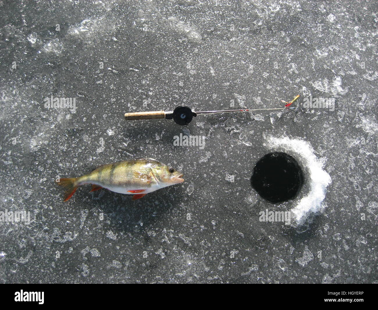 Eisfischen, Europäischer Barsch (Perca fluviatilis)/Fisch auf Eis Stockfoto