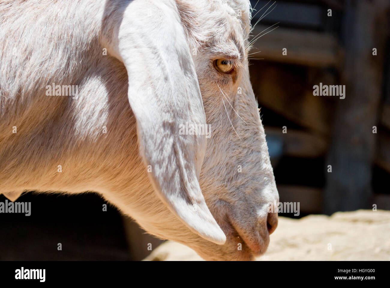 Schaf Kopf mit gelbem Auge detail Stockfoto