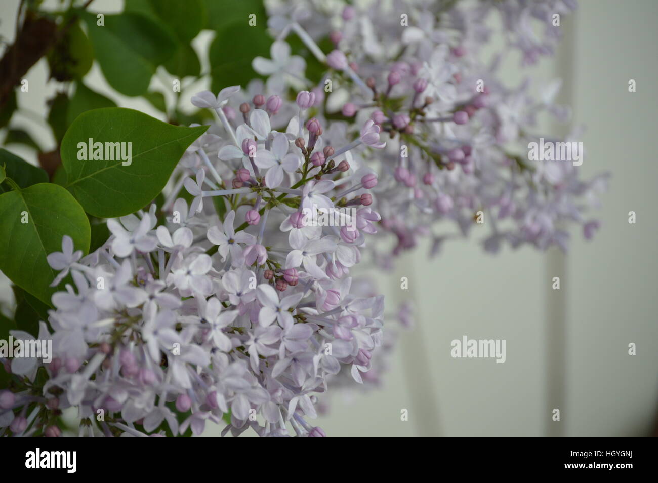 Flieder Blüte vor einem weißen Hintergrund Stockfoto