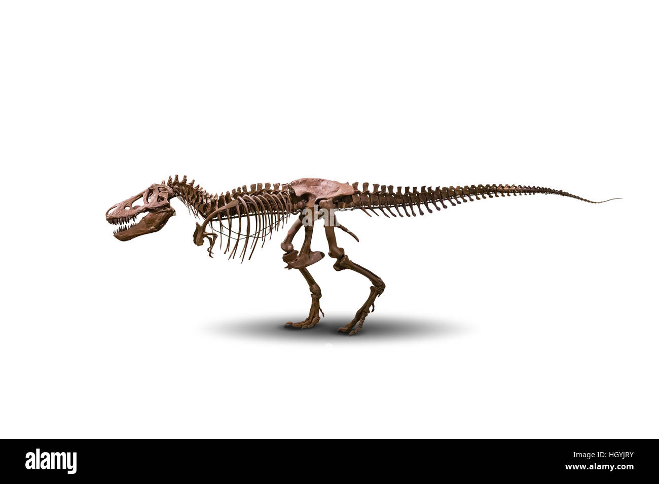 Tyrannosaurus Skelett isoliert auf weiss. Stockfoto