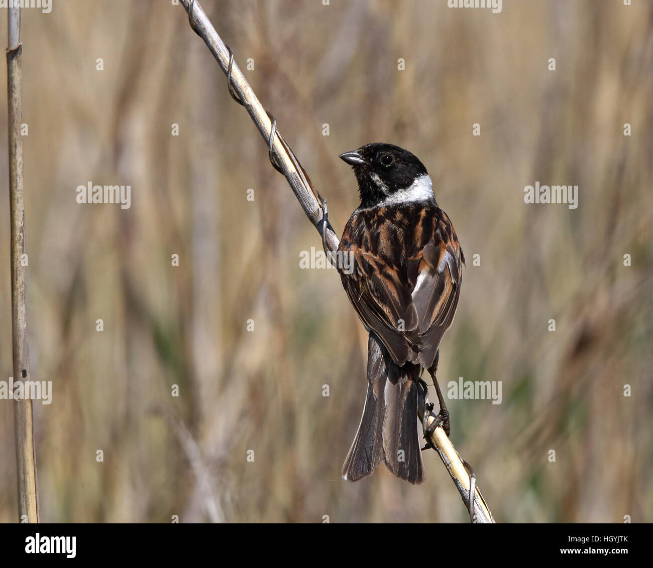 Gemeiner Schilfbunker, Emberiza schoeniclus auf Schilfstiel sitzend Stockfoto