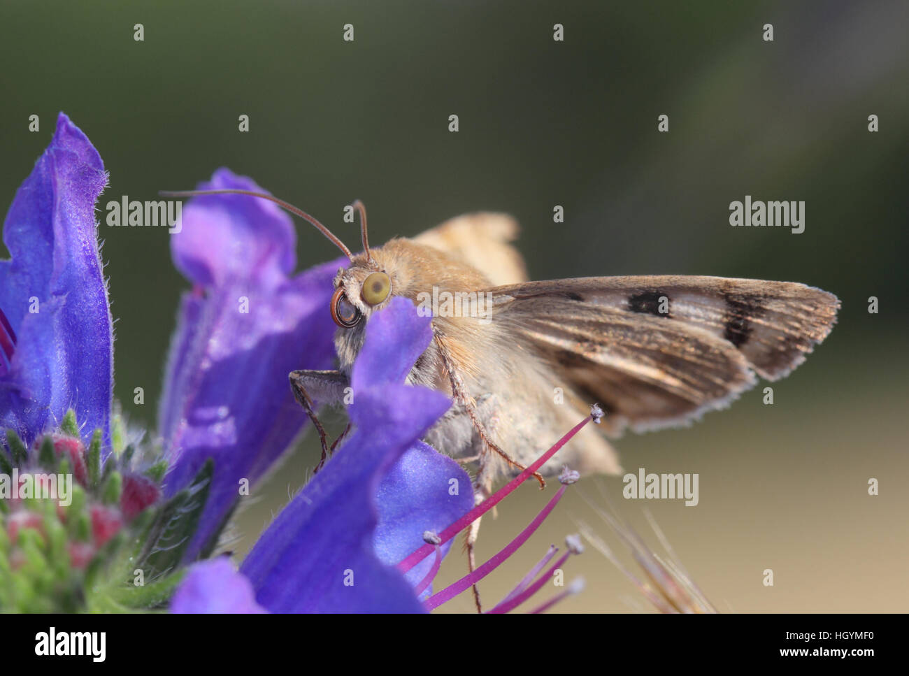 Marmorierte Klee (Heliothis Viriplaca), eine seltene Motte auf der Viper-Bugloss (Echium Vulgarum), eine lila Pflanze in Breckland Suffolk Stockfoto