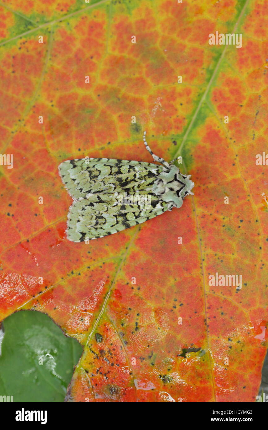 Merveille du Jour Griposia Aprilina, thront ein schöner Schmetterling auf einem feurigen Herbst Blatt Stockfoto