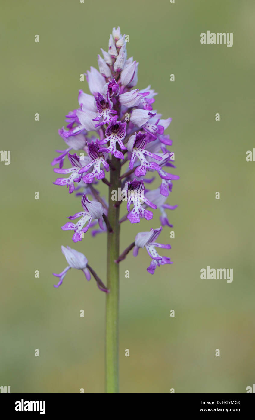 Militärische Orchidee (Orchis Militaris), in Blüte, bei einem seiner nur zwei UK-Standorte, die Rex Graham-reserve Stockfoto