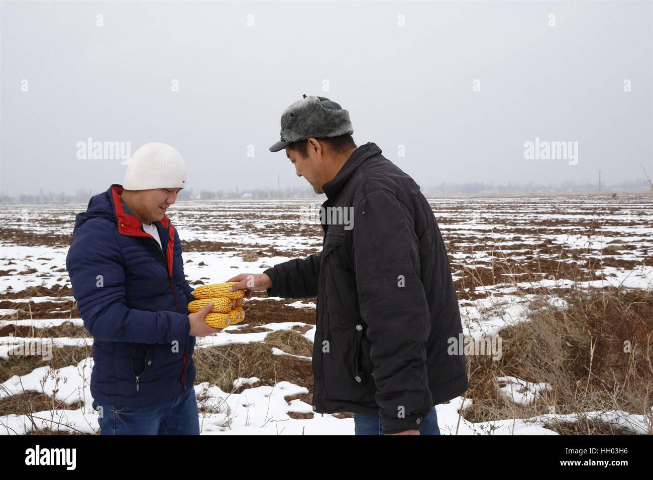 Iskra, Kirgisistan. 12. Januar 2017. Sherba Kalimovich (R) und sein Sohn diskutieren ihre Pflanzung Plan auf die Mais-Feld in der Iskra Stadt, Kirgisistan, am 12. Januar 2017. Sherba Kalimovich, der Ernährer einer großen kirgisischen Familie gesagt hatte er eine Ernte besser als bisher letztes Jahr mehrere Male als er anfing zu wachsen Mais aus Hightech-Samen von China entwickelt. Bildnachweis: Roman Gainanov/Xinhua/Alamy Live-Nachrichten Stockfoto