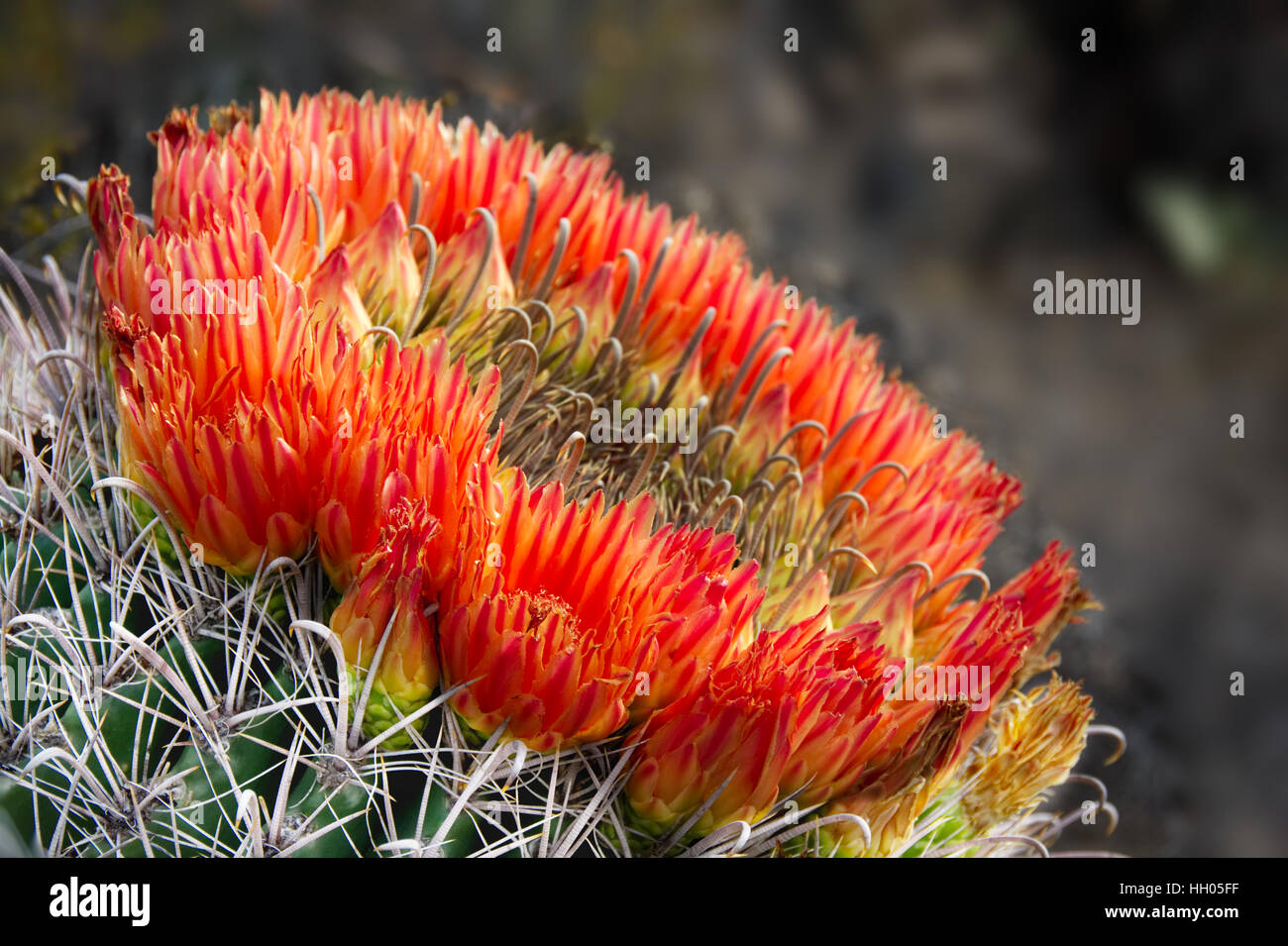Leuchtende rote Blüten umschließen den Kopf eines Angelhaken Barrel Kaktus. Stockfoto