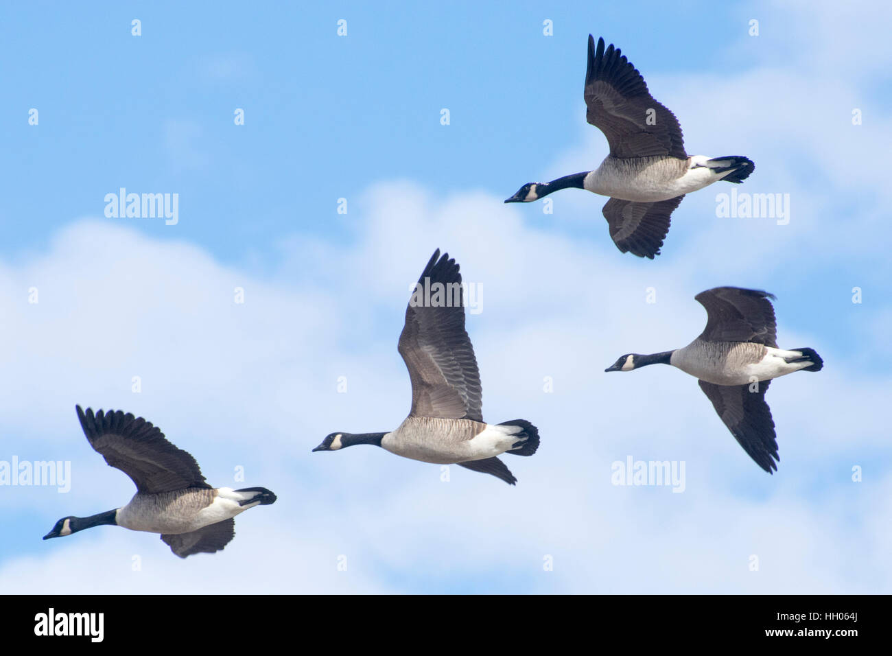 Kanadagänse fliegen über Washington DC Stockfoto